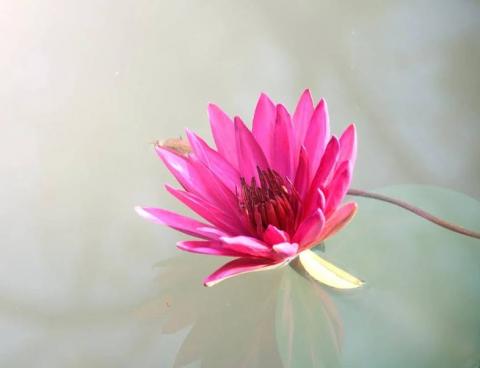 ảnh Cảnh Khổ Vô Thường (Thanh Ngân) - Ca Cổ Phật Giáo Mp3