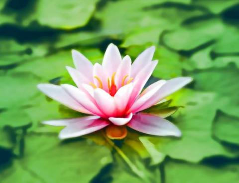 ảnh Nhất Tâm Niệm Phật (Thanh Ngân) - Ca Cổ Phật Giáo Mp3