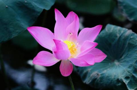 ảnh Mộng 1 (Phượng Loan) - Ca Cổ Phật Giáo Mp3