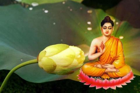 Những Câu Truyện Phóng Sinh - Truyện Phật Giáo Hay Ý Nghĩa Nghe Tĩnh Tâm Hướng Thiện