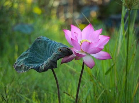 ảnh Thành Tâm Sám Hối (Thanh Ngân) - Ca Cổ Phật Giáo Mp3