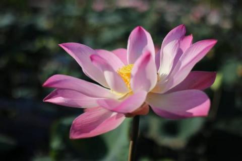 ảnh Thích Minh Giới - Ca Cổ Phật Giáo Mp3