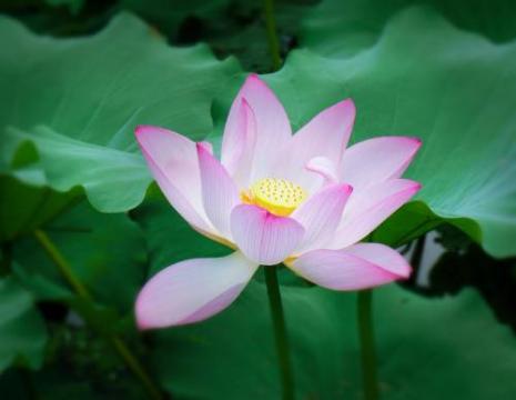 ảnh phật về mở cửa vô minh - Ca Nhạc Phật Giáo 2025