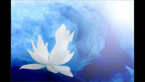 ảnh Con Quy Y Tam Bảo (Trung Hậu) - Nhạc Phật Giáo Tuyển Chọn Nhiều Ca Sĩ