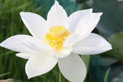 ảnh Suối Nguồn Từ Bi (Thanh Ngân) - Ca Cổ Phật Giáo Mp3